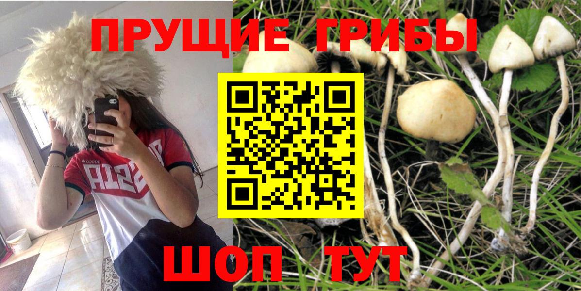 Галлюциногенные грибы Psilocybine cubensis Новоуральск